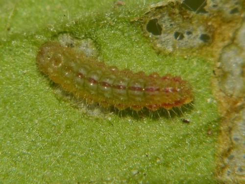 Réf. 266 174 : Cacyreus marshalli